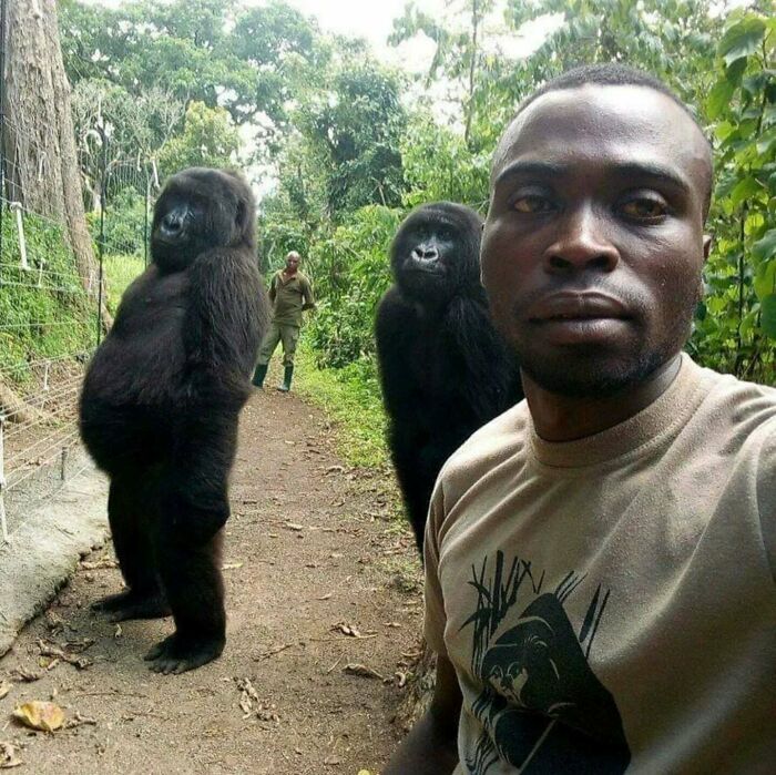 Man taking selfie with two standing gorillas in a forest setting, capturing a unique moment showing men are good nature interaction.