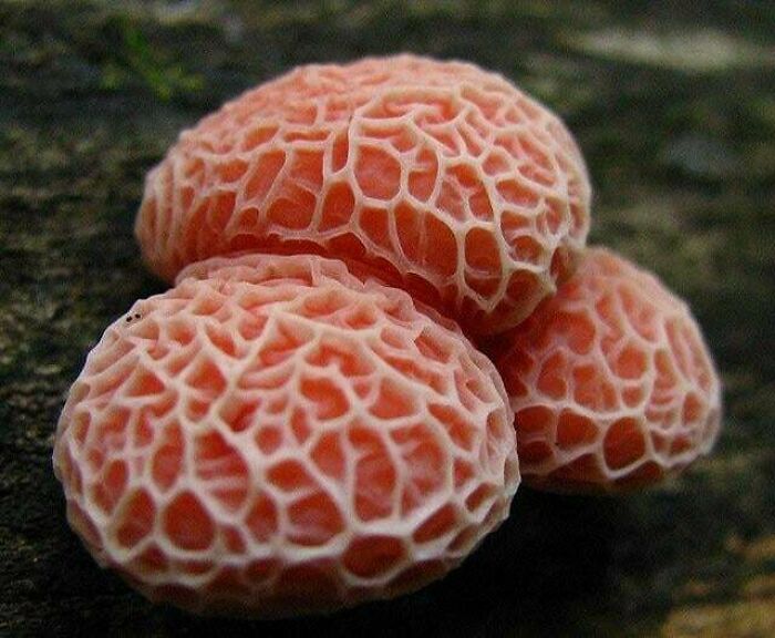 Close-up of three textured orange fungi with intricate white net-like patterns, triggering trypophobia reactions in viewers.