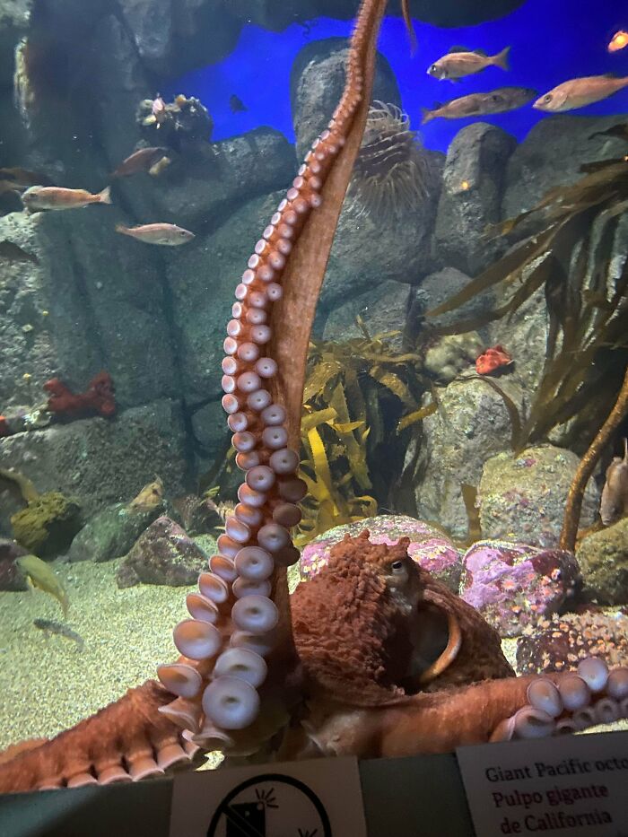 Close-up of a Giant Pacific octopus tentacle with suction cups, a common trigger for trypophobia discomfort.