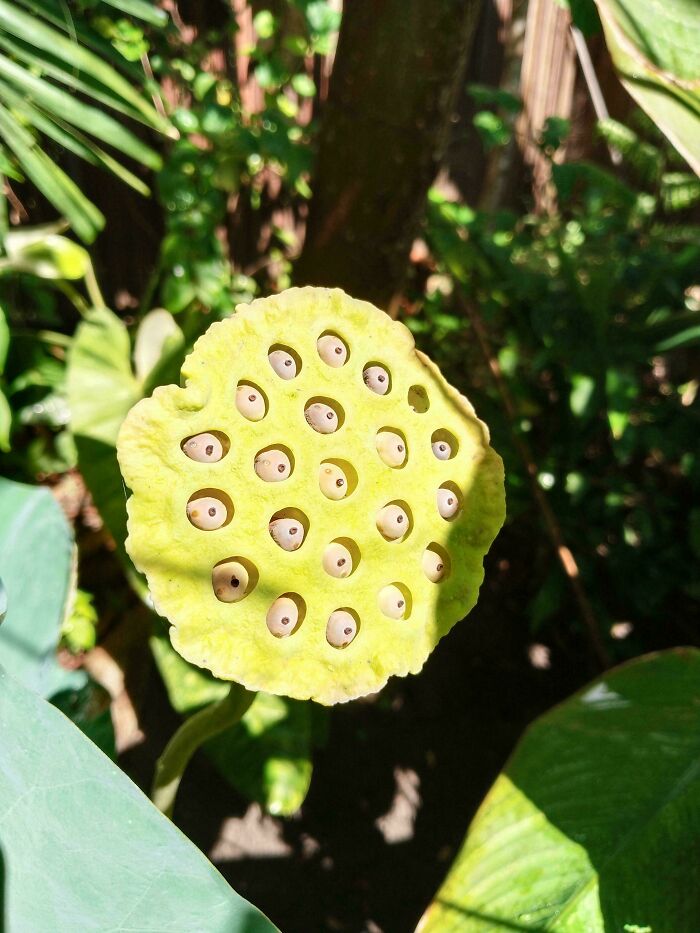 Yellow lotus seed pod with multiple holes and seeds, a trypophobia-triggering natural pattern in bright daylight.