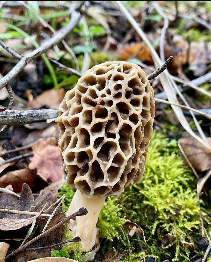 Close-up of a morel mushroom with porous honeycomb texture in natural forest setting triggering trypophobia reactions.