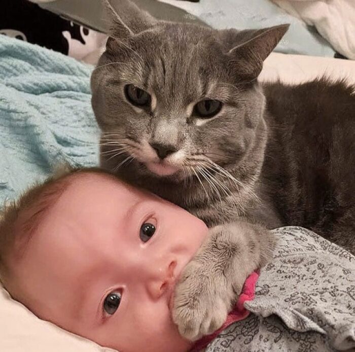 Gray cat cuddling and gently holding a baby, showcasing adorable cats captured in heartwarming moments.