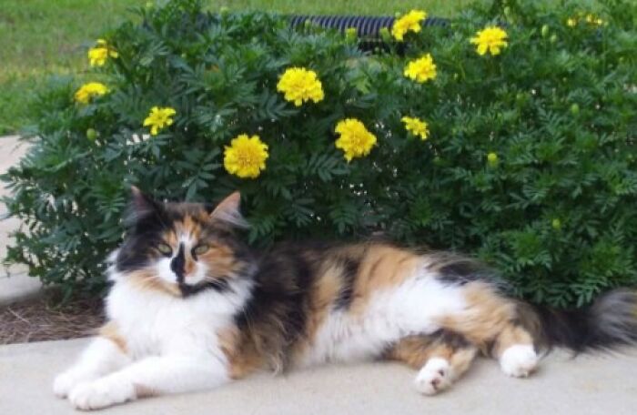 Calico cat lying on a sidewalk with yellow flowers and green bushes in the background, showing adorable feline charm.