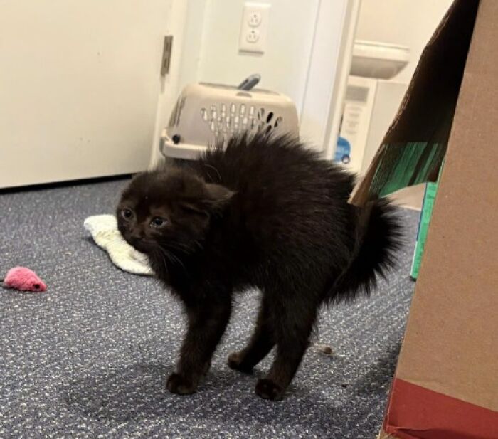 Black kitten with fluffed fur standing on carpet next to a toy mouse in a cozy indoor setting, adorable cat photo.