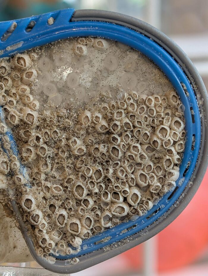 Close-up of a blue and gray object covered in barnacles, a trypophobia trigger with clustered holes and textures.