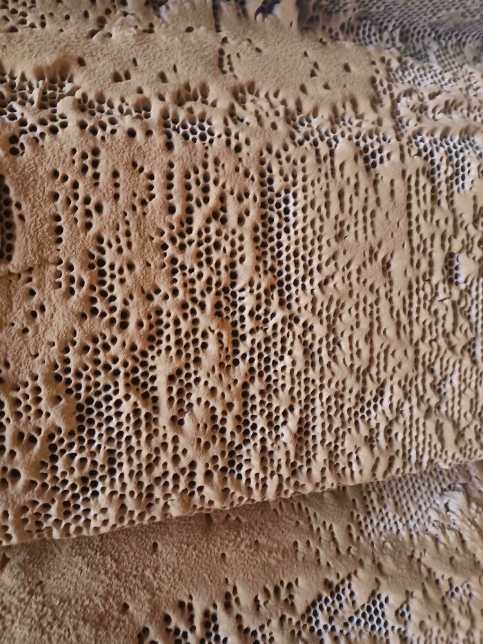Close-up of a natural honeycomb pattern with dense holes, triggering trypophobia in sensitive viewers.