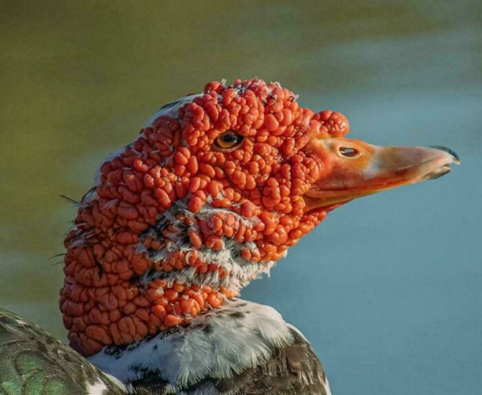 Close-up of a duck with a bumpy, textured red head, a striking image triggering trypophobia discomfort.