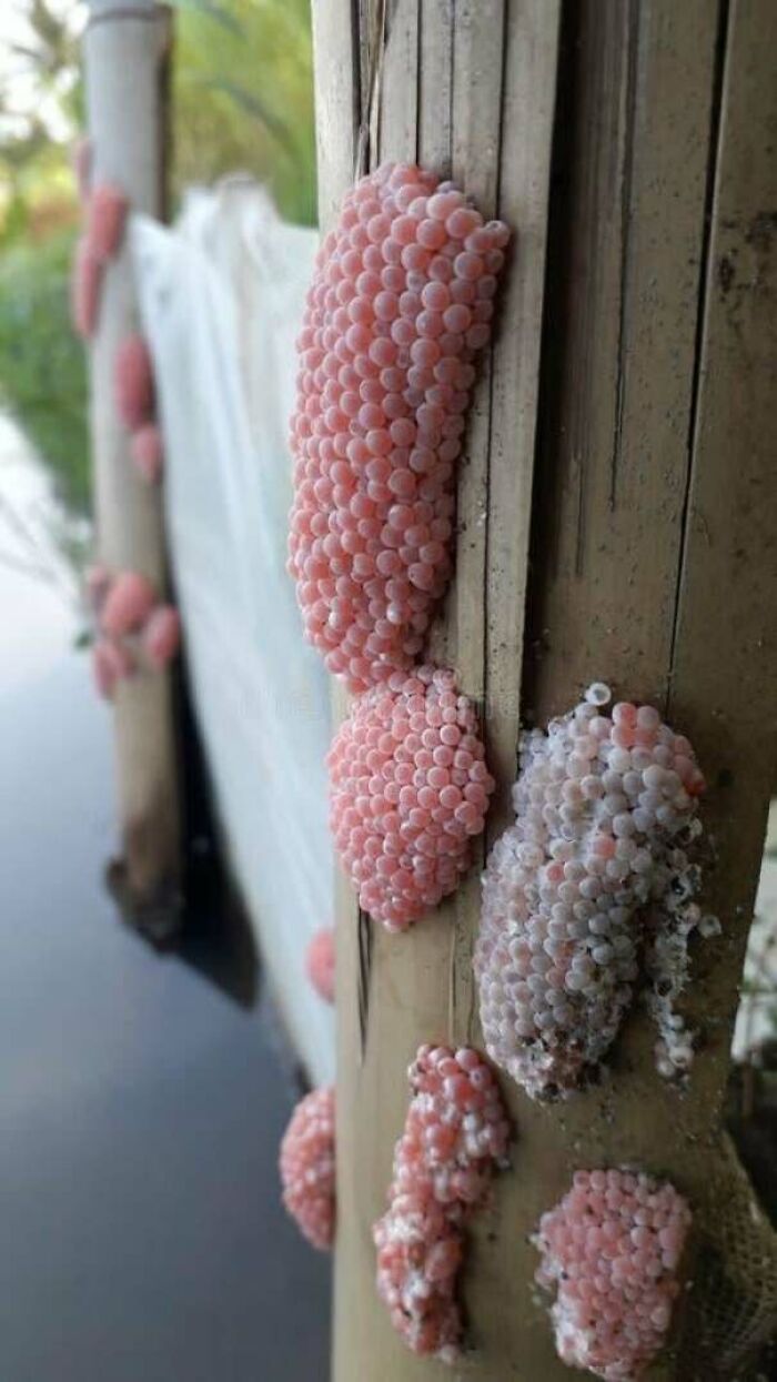 Clusters of pink and white eggs on wooden posts by the water, triggering trypophobia with their dense, porous appearance.