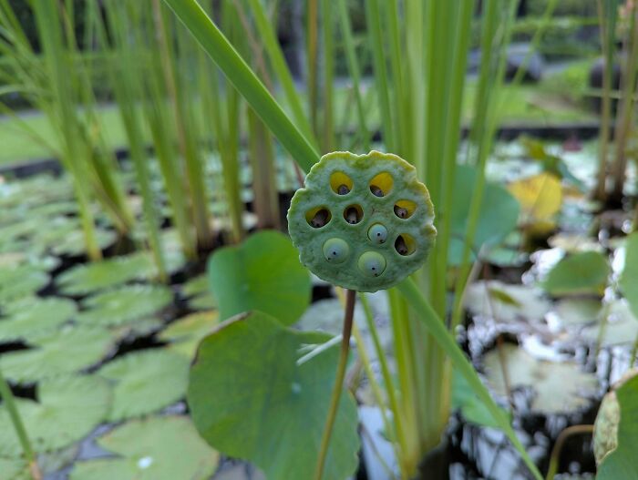 Close-up of a lotus seed pod with holes, displaying a natural pattern that may trigger trypophobia discomfort.