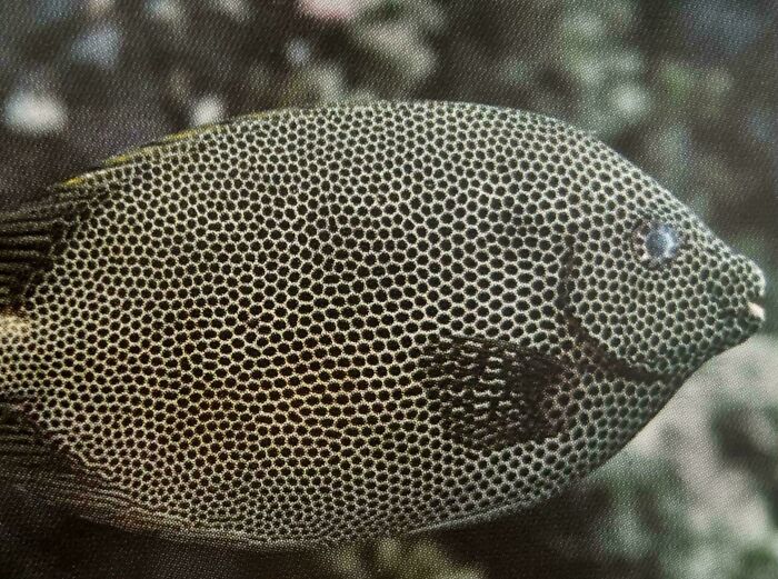 Close-up of a fish with a honeycomb pattern on its body, a harmless-looking trypophobia trigger for some viewers.