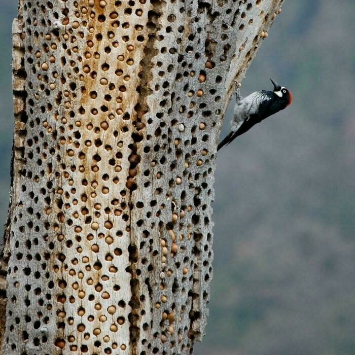 Woodpecker clinging to a tree trunk filled with numerous small holes, triggering trypophobia fears.