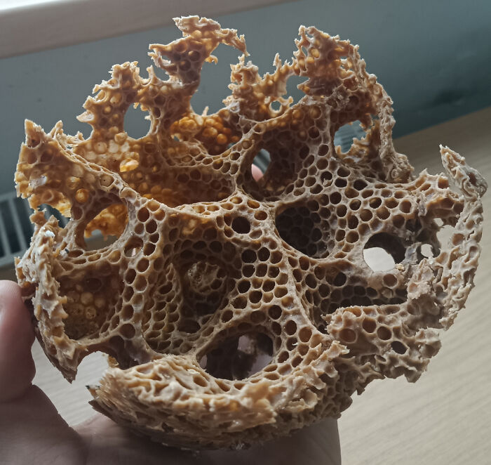 Close-up of a honeycomb structure with numerous small holes, a trypophobia nightmare fuel for sensitive viewers.