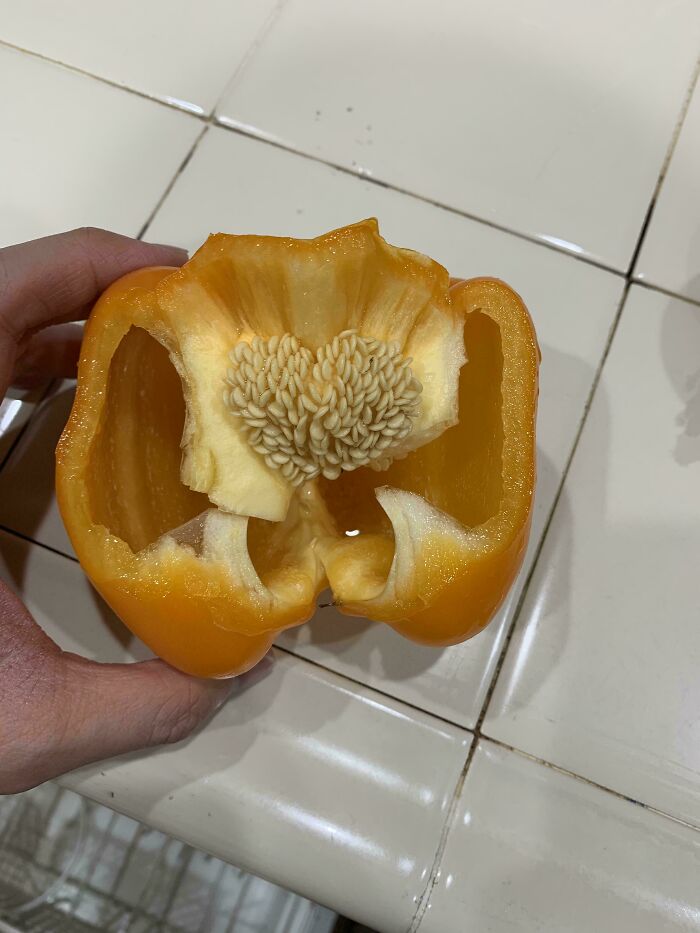Hand holding a halved orange bell pepper displaying clustered seeds that trigger trypophobia in some people.