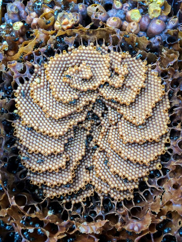Close-up of a honeycomb nest with clustered cells and tiny holes triggering trypophobia discomfort for some viewers.