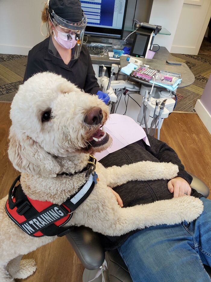 Therapy dog with in training vest comforting patient during dental visit, showcasing wholesome things doctors did to ease patients.