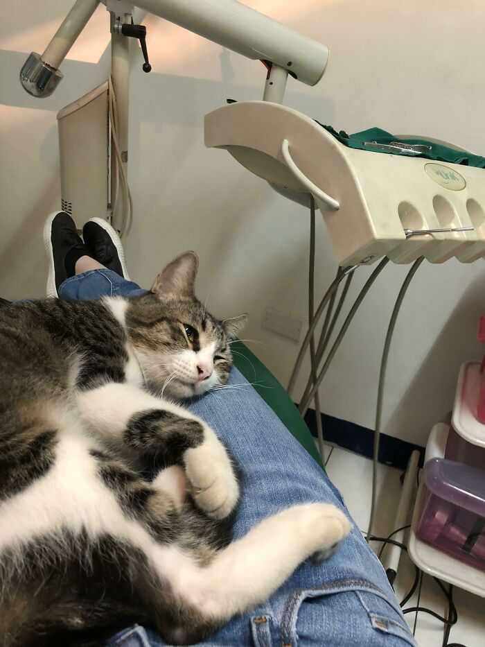 Cat lying peacefully on patient's lap in a medical setting, showcasing wholesome things doctors did to ease patients.