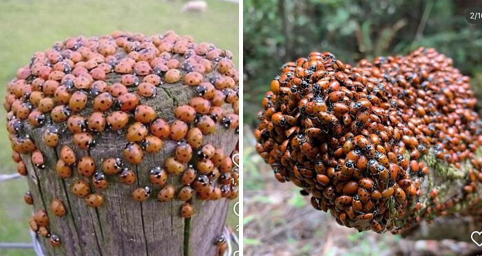 Close-up of clusters of ladybugs densely covering wooden surfaces, triggering trypophobia discomfort for some viewers.