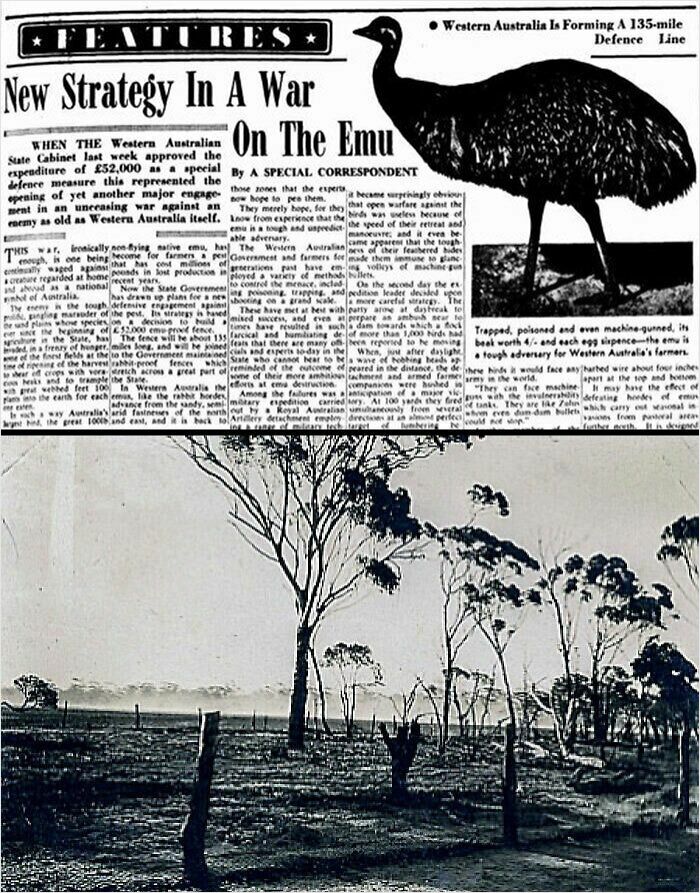 Vintage newspaper clipping featuring an emu illustration and a rural landscape representing unusual animal attacks in history.