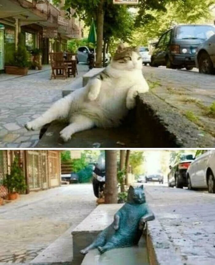 Cat lounging on a street ledge next to a statue posed the same way, showing fascinating photos to see differently.