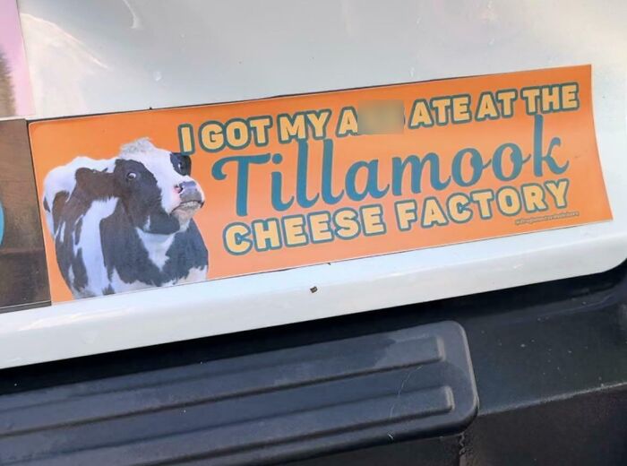 Funny bumper sticker on a vehicle featuring a cow and text about Tillamook Cheese Factory seen by drivers on the road.