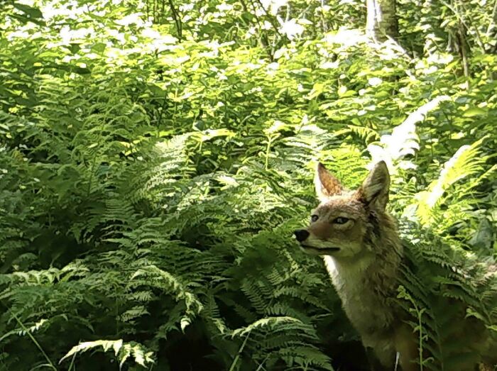 Coyote captured being funny in a lush green forest, unaware of the camera recording its natural behavior.
