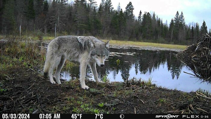 Wolf by a forest pond, one of the wild animals captured being funny unaware of the camera recording them.