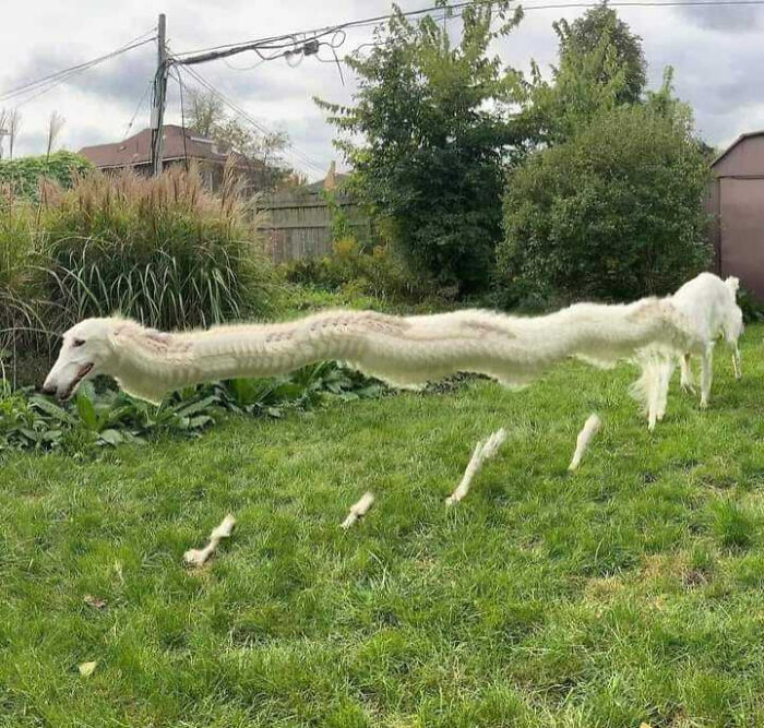 Distorted image of a white dog stretched unusually long in a backyard, creating a weird and surreal photo effect.