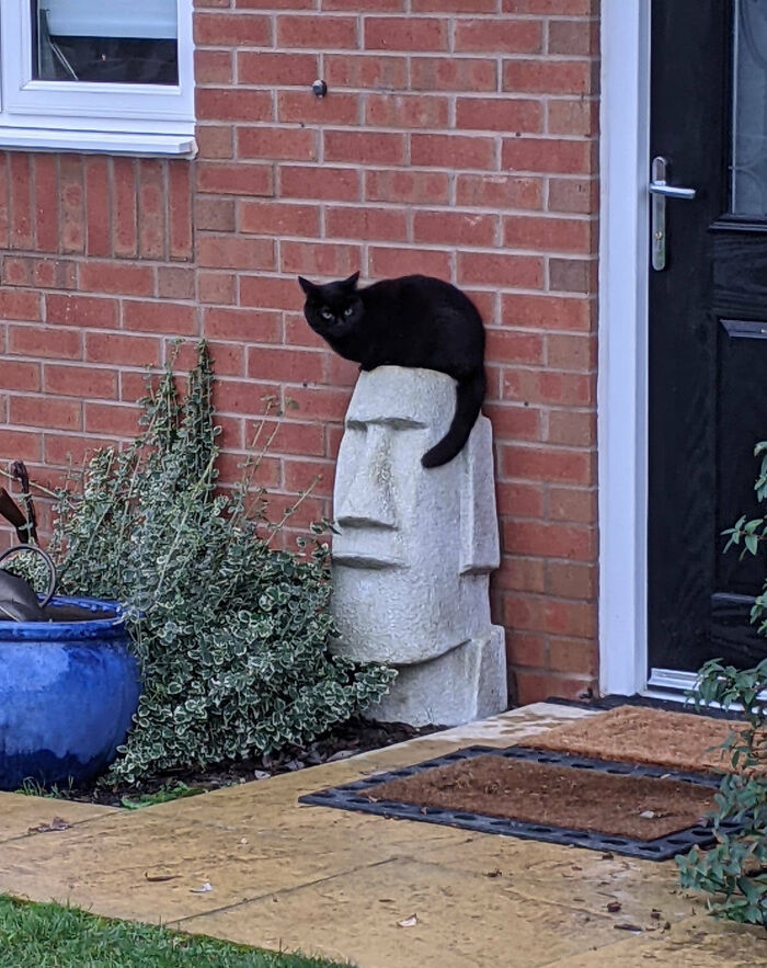 Black cat sitting on a stone statue head outside a house, a weird and blessed cursed picture in an outdoor setting.