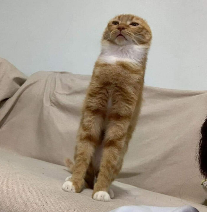 Ginger cat standing upright on a couch with a weird expression, a strange and funny picture from weird pics collection.