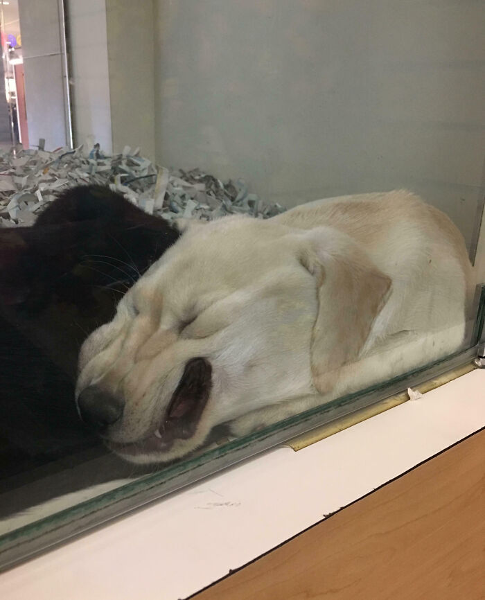 A weird dog photo showing a light-colored dog with a funny facial expression behind a glass window.