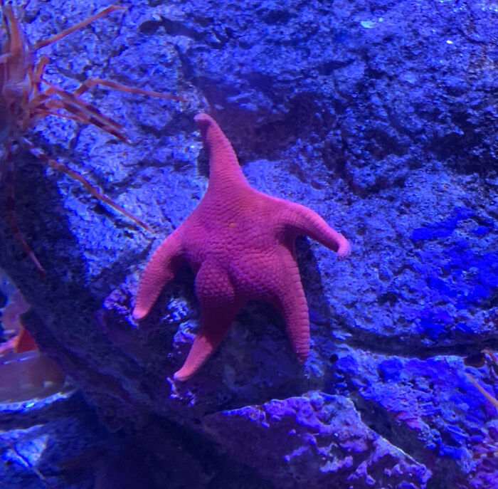 Pink starfish with an unusual shape on rocky blue seabed, one of the weird blessed and cursed pics underwater.