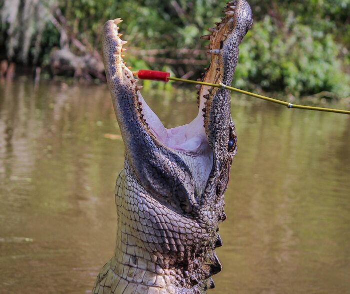 Alligator with mouth wide open catching bait on a fishing pole, showcasing dangerous and unsafe historical sports.