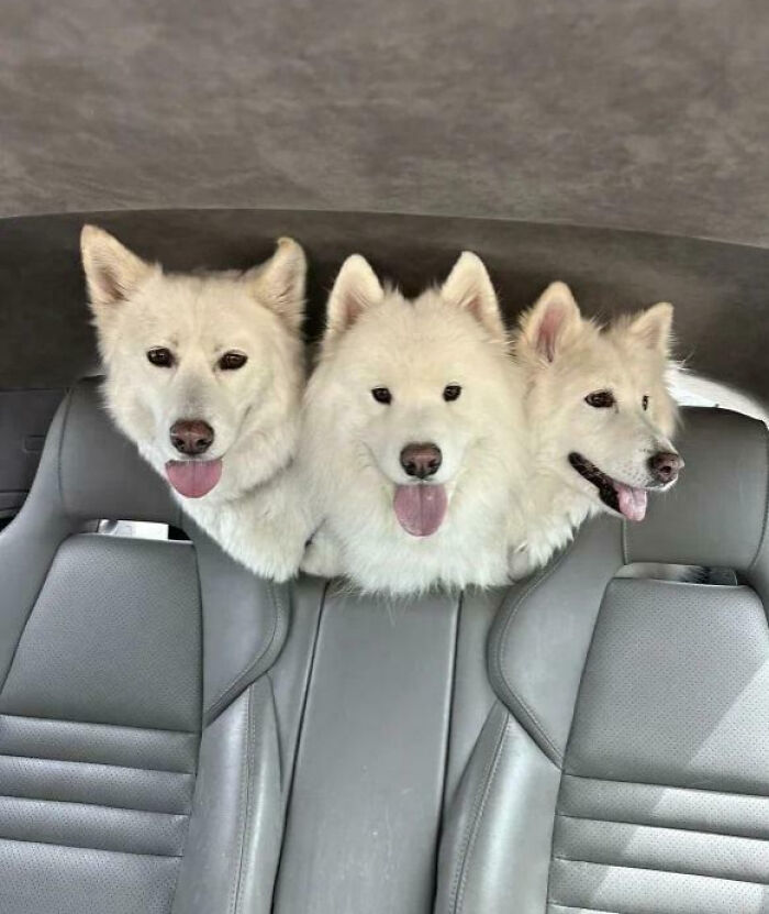 Three white dogs with their heads close together between car seats creating a weird and funny photo moment.