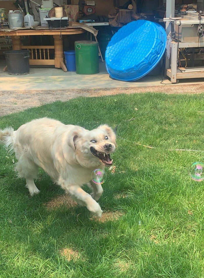 Golden retriever making a weird face while chasing bubbles on a grassy lawn in a weird and cursed photo.