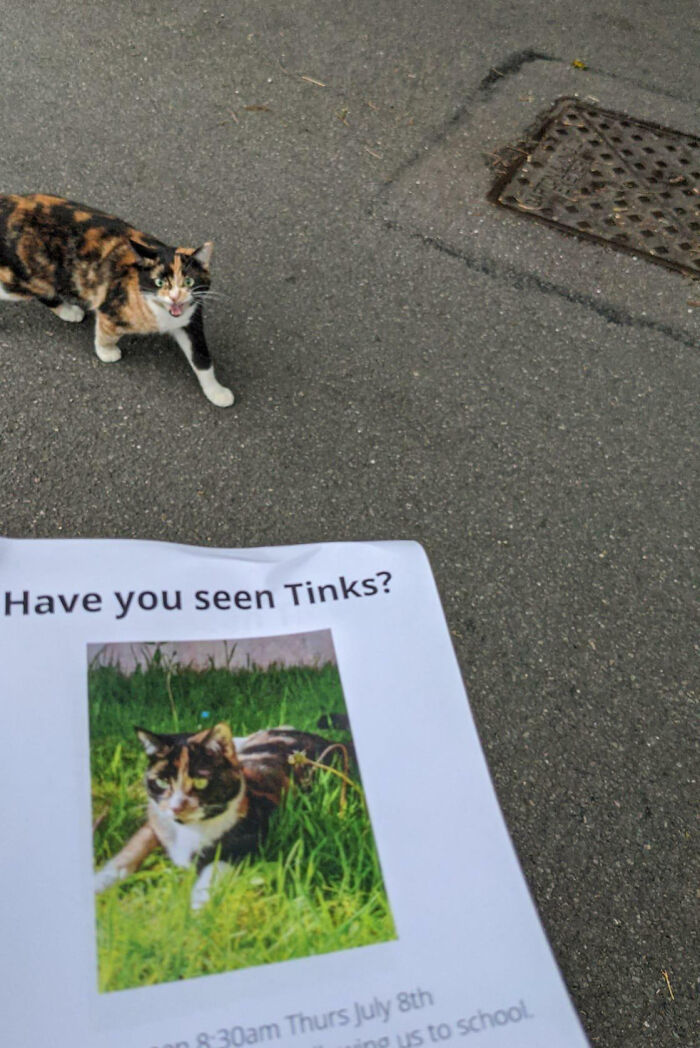 Calico cat walking on pavement near a lost pet flyer, a weird moment that became both blessed and cursed.