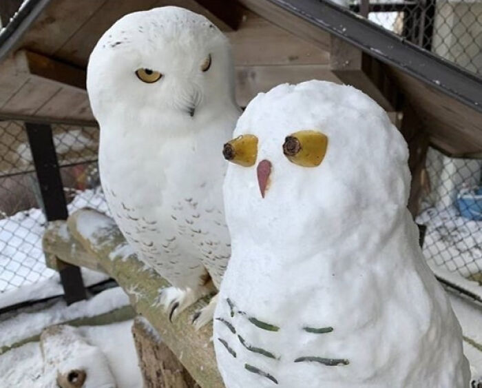 Snow owl next to a weird snow sculpture owl with banana eyes and a twig beak, showing blessed and cursed weird pics.