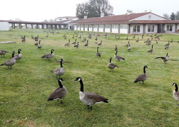 A large flock of geese scattered on a grassy lawn near buildings, creating a weird yet strangely captivating scene.