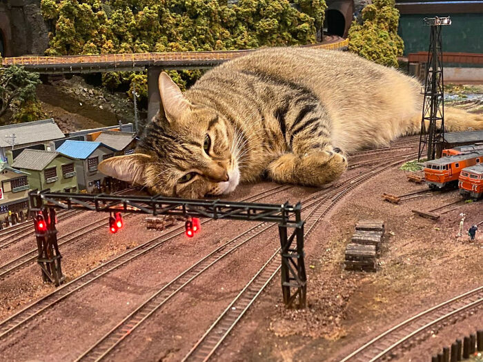 A cat lying on a miniature train set with tiny buildings and trains, creating a weird and blessed image.