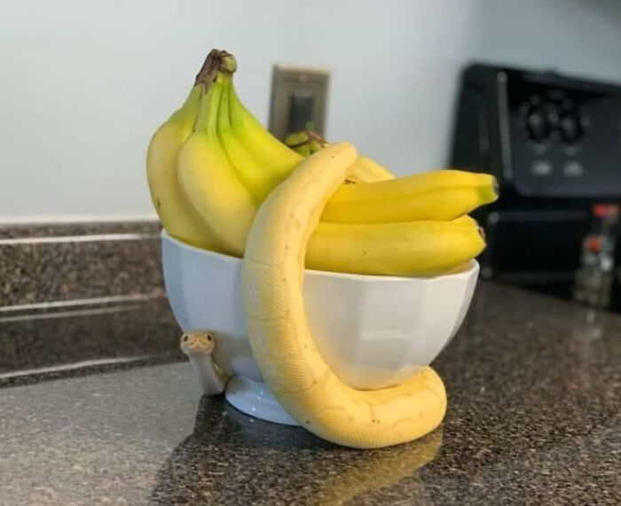 Yellow snake curled around a bowl of bananas on a kitchen counter in a weird and unusual photos collection.