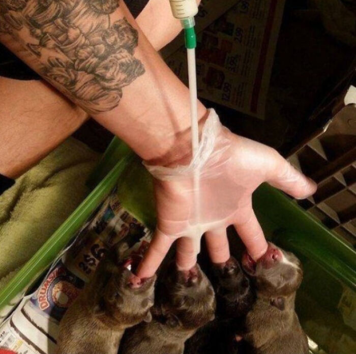 Hand with plastic glove filled with milk, puppies suckling from each finger in a weird and blessed cursed moment.
