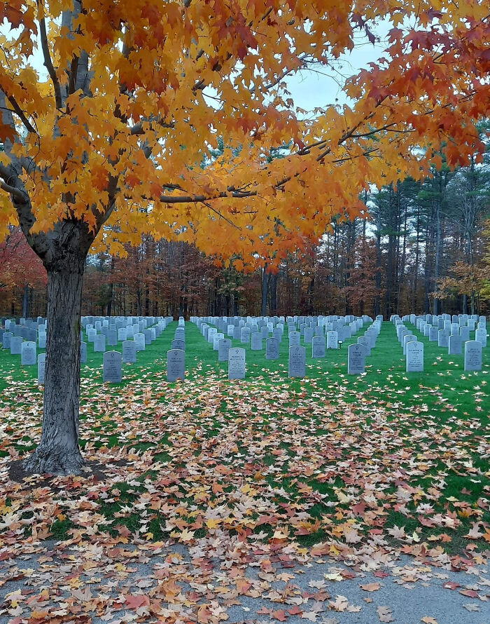 Autumn tree with vibrant orange leaves over a cemetery with rows of unphotoshopped gravestones that look unreal.