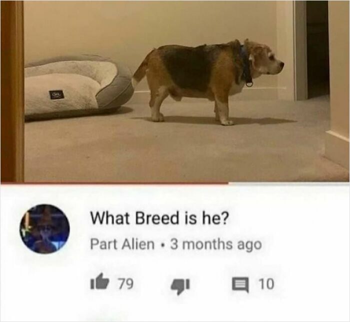 Dog standing by a bed with a hilarious YouTube comment asking about the breed in funny video comments.
