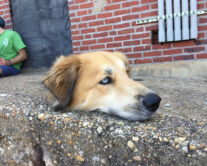 Dog's head resting on rough concrete edge, unphotoshopped pic that looks fake but is 100 percent real and unusual.