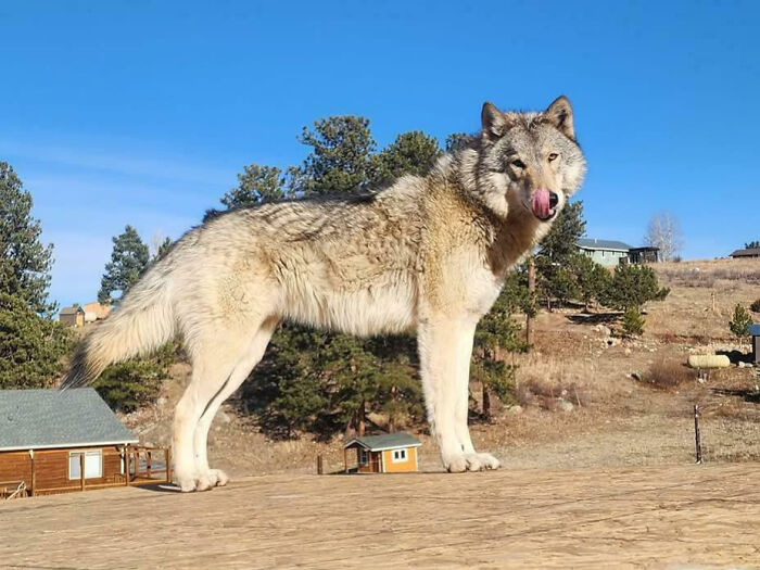 Giant wolf appearing enormous on a rooftop, an unphotoshopped pic that looks fake but is 100% real.