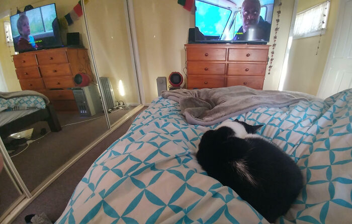 Black and white cat curled up on a bed with patterned blue and white bedding in a bedroom with mirrored closet doors.