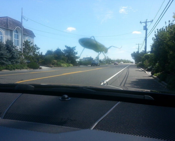 Close-up of a bug on a car windshield creating an unphotoshopped illusion of a giant insect on the road.
