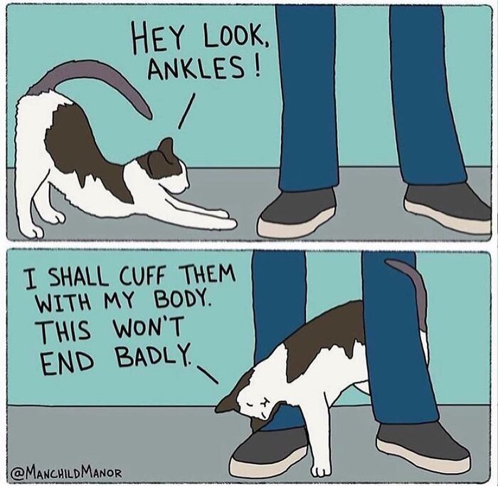 Comic strip showing a cat playfully interacting with a person's ankles, highlighting relatable life absurdities.