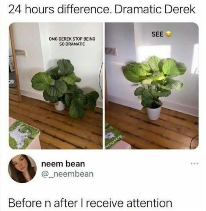 Two photos of a houseplant showing dramatic change before and after attention, a relatable meme about relationships.