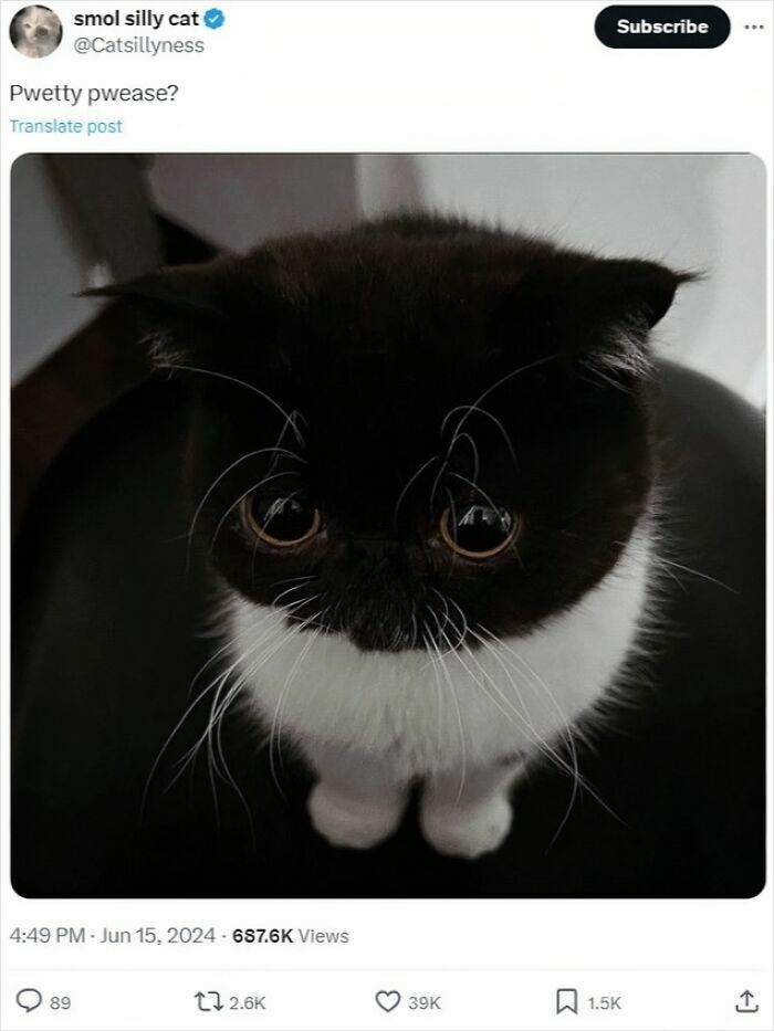 Black and white cat with large eyes looking up, showcasing one of 78 cats that are completely unaware of how goofy they are.