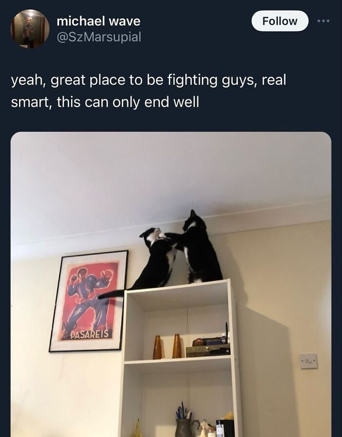 Two black and white cats fighting on top of a tall shelf, unaware of how goofy they are in a living room setting.